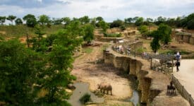 bioparc de doué-la-fontaine