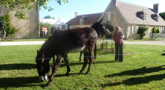 roulottes pole cheval et de l'ane - 1000 lieux du berry © Y Pirot