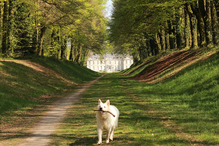 chateaux-loire-chien