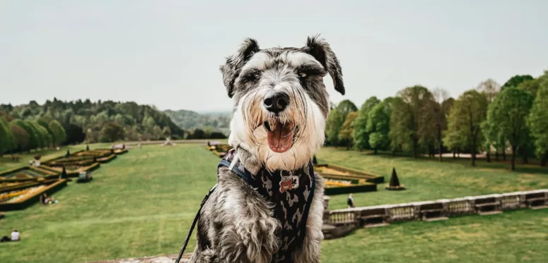 visiter-val-de-loire-chien