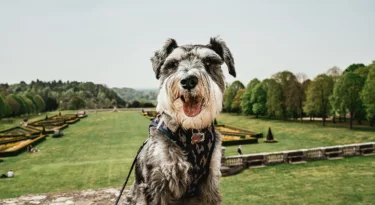 visiter le val de Loire avec son chien