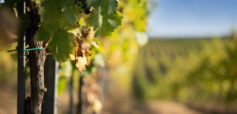 Vignes val de loire