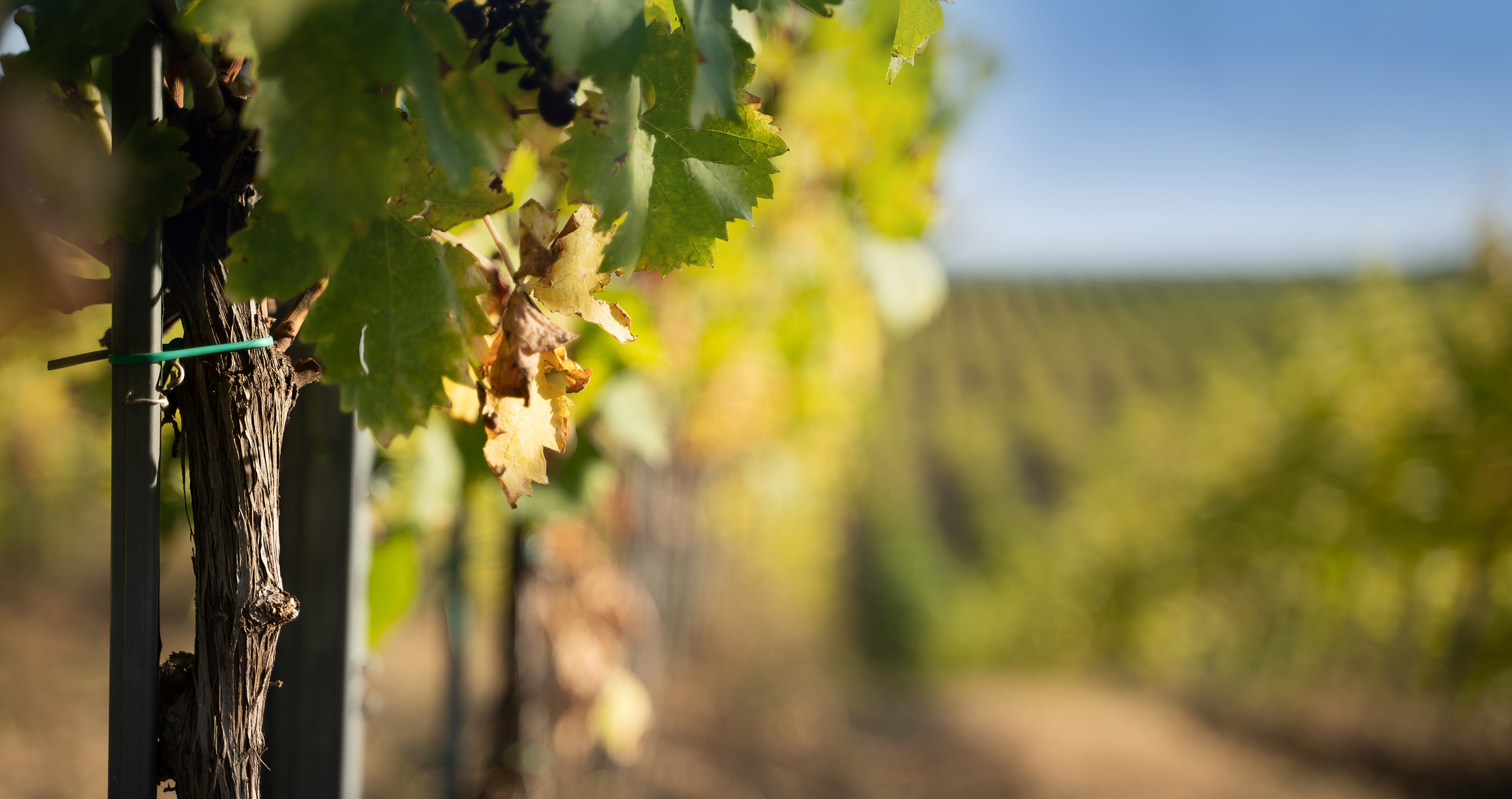 young-vineyard-grapevine-with-green-leaves-4LF8RNJ