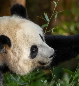 zoo de beauval