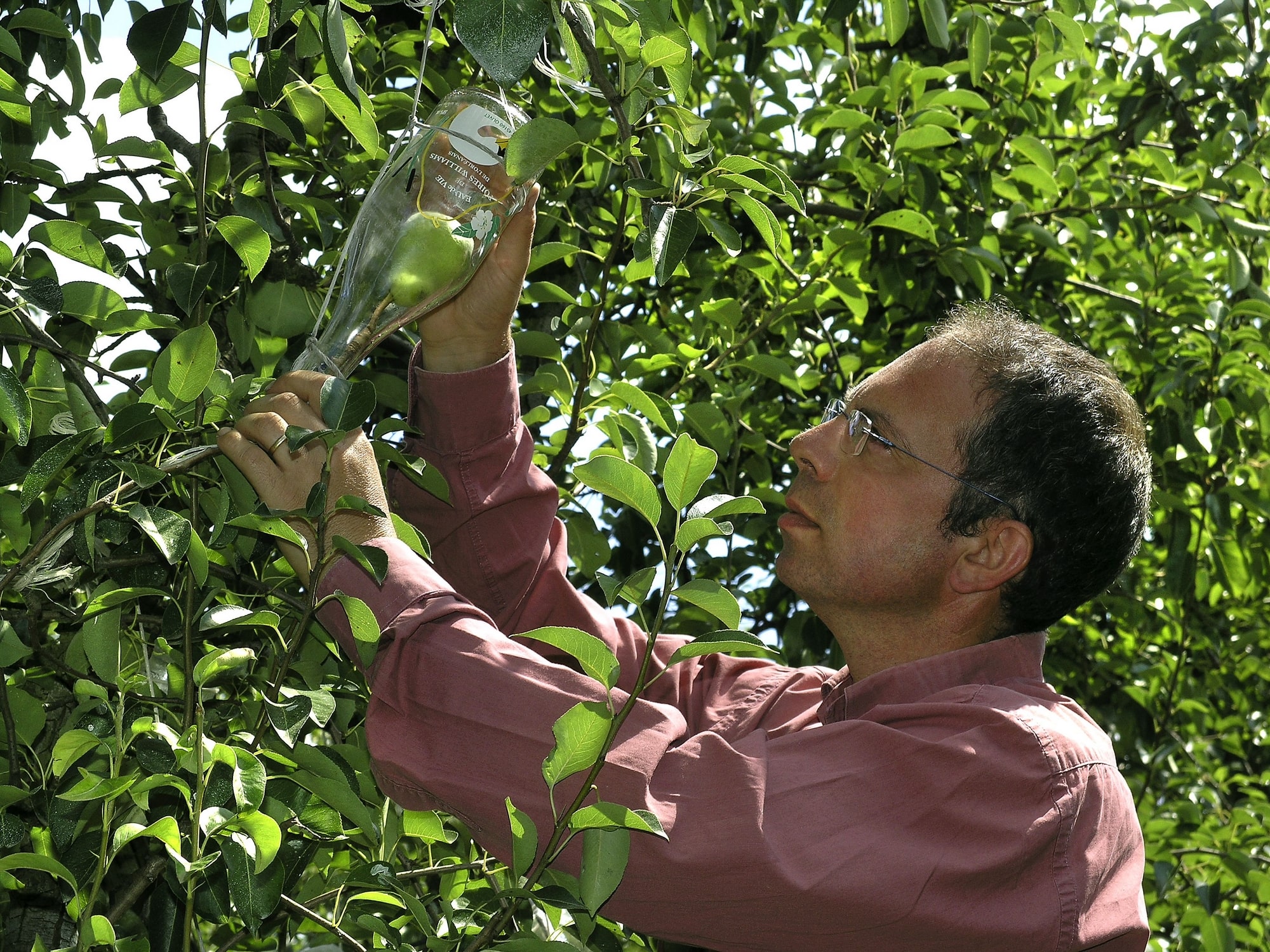 l'eau de vie de poire d'olivet