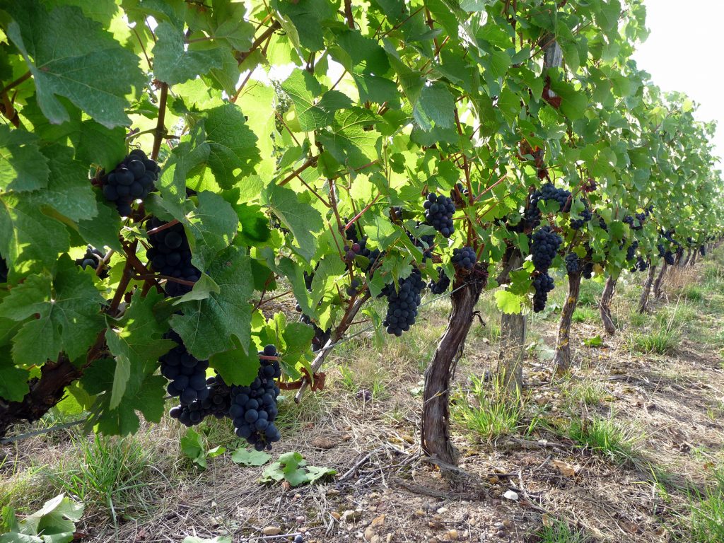 Vignoble AOC Orléans et Orléans Cléry