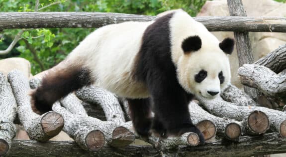 Zoo de Beauval