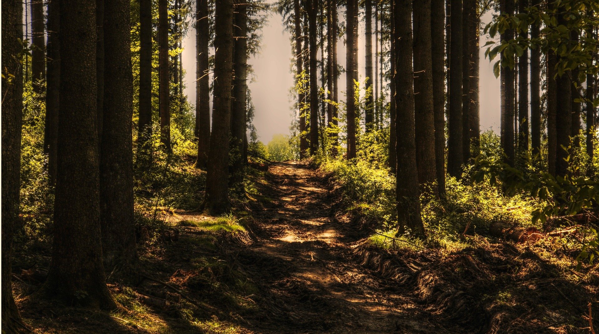 Forets du Val de Loire