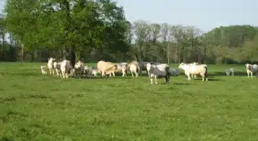 étable gourmande le chatelet