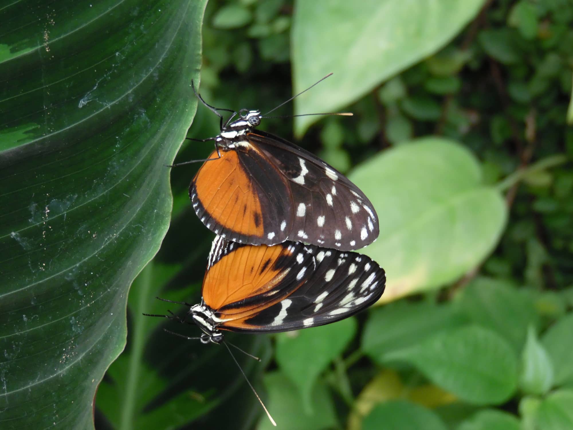 Papillons parc floral orleans