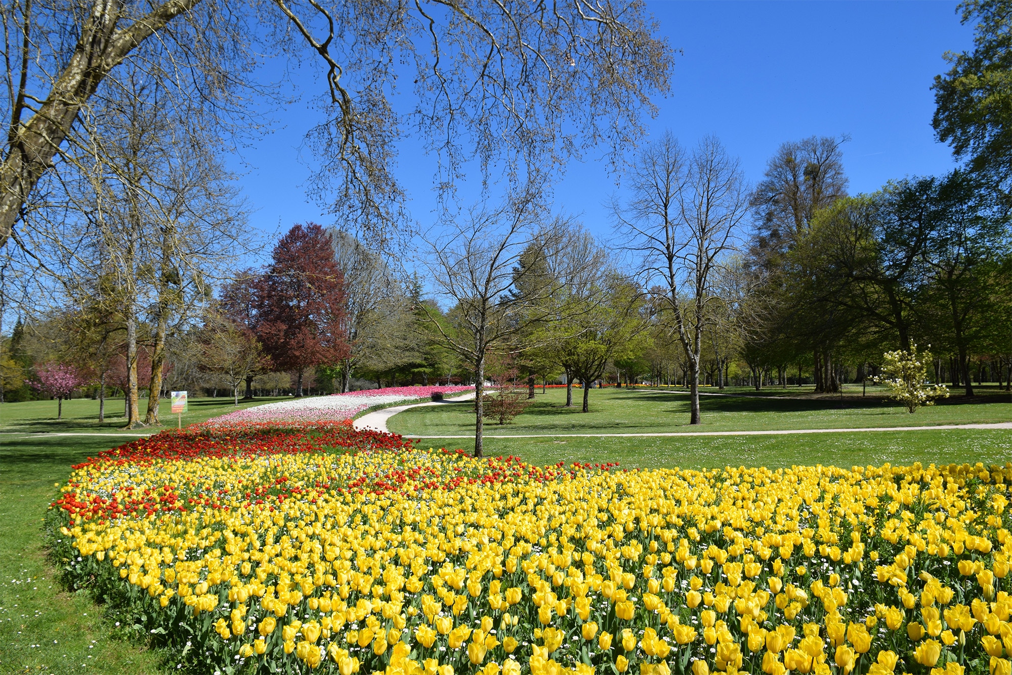 Ruban de Tulipes au Château de Cheverny