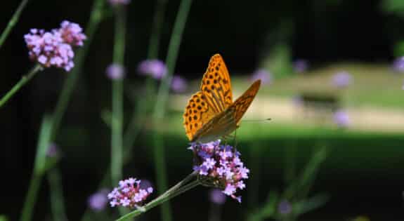 Parc Floral de la Source, Orléans - Loiret