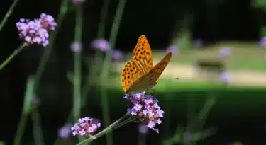 Parc Floral de la Source, Orléans - Loiret