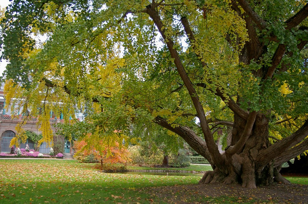 Jardin botanique de Tours