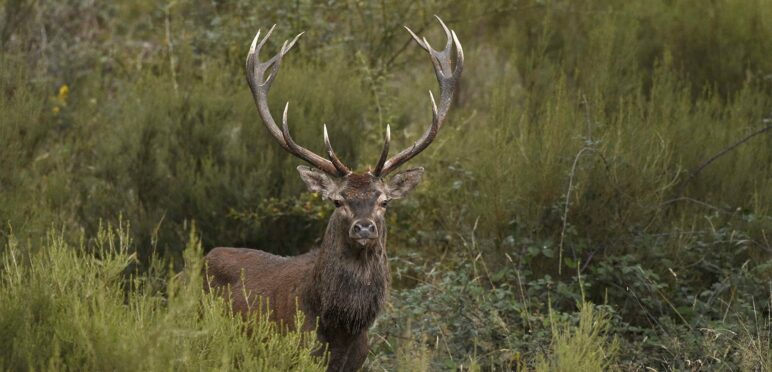 Brame du Cerf à Chambord