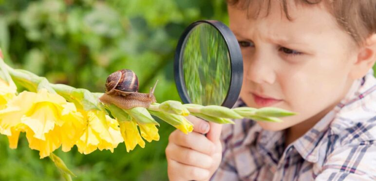 ferme hélicicole, escargot sur loire