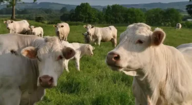 musée de l'élevage et du charolais