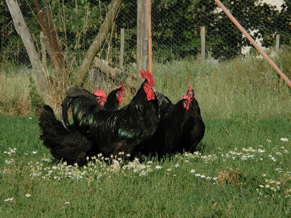 Poules noires du Berry