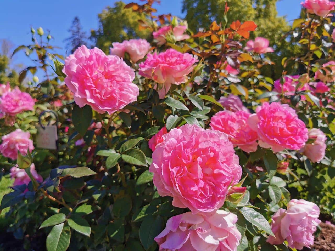 jardin des plantes orleans