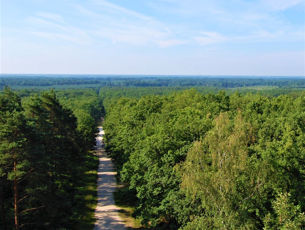 Belvédère des Caillettes forêt d'Orléans