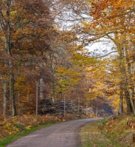 Forêt des Bertranges