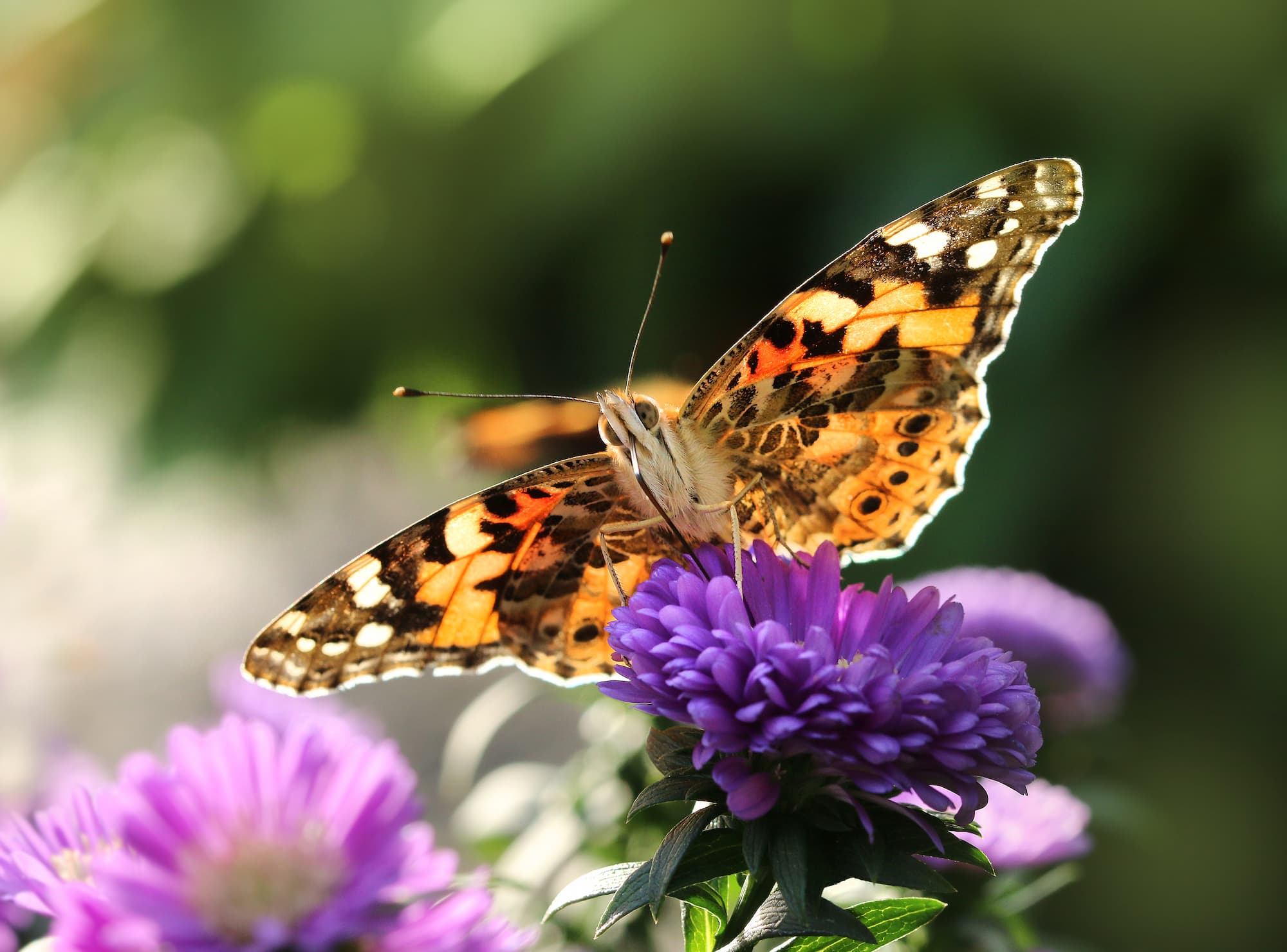 cite des insectes