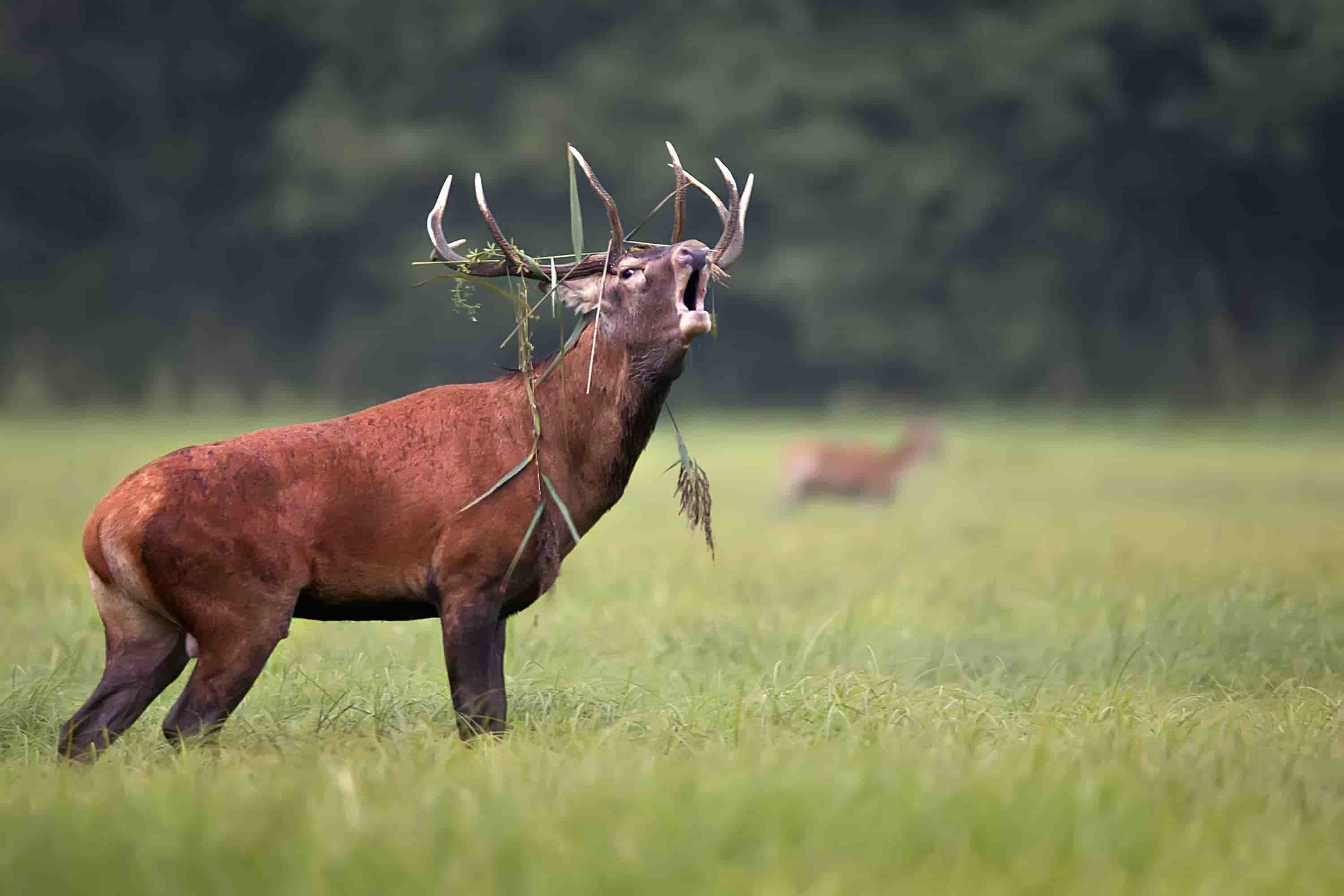 cerf chambord