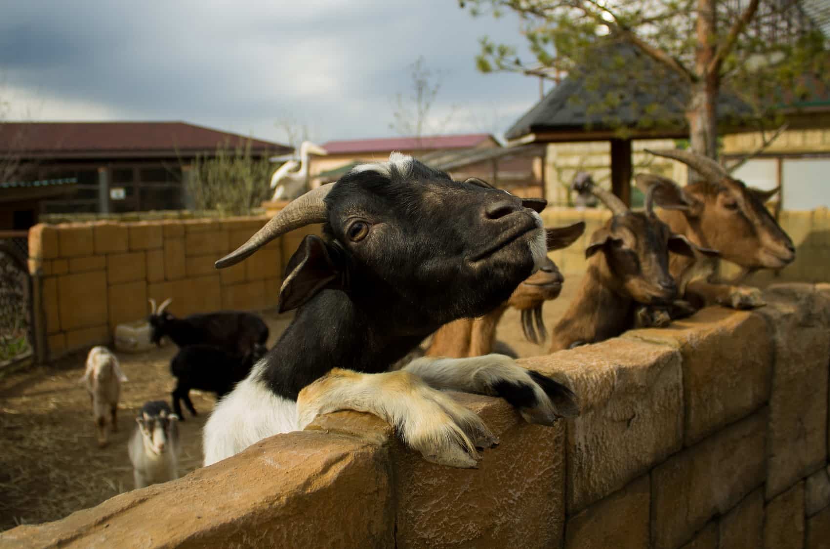 Ferme pédagogique