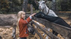 Enfant animaux de la ferme