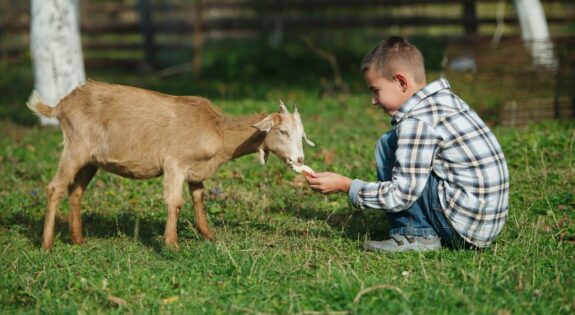 Ferme pédagogique