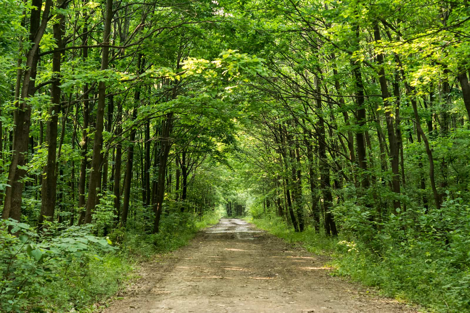 Chemin de forêt