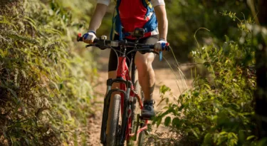 Vélo dans la forêt