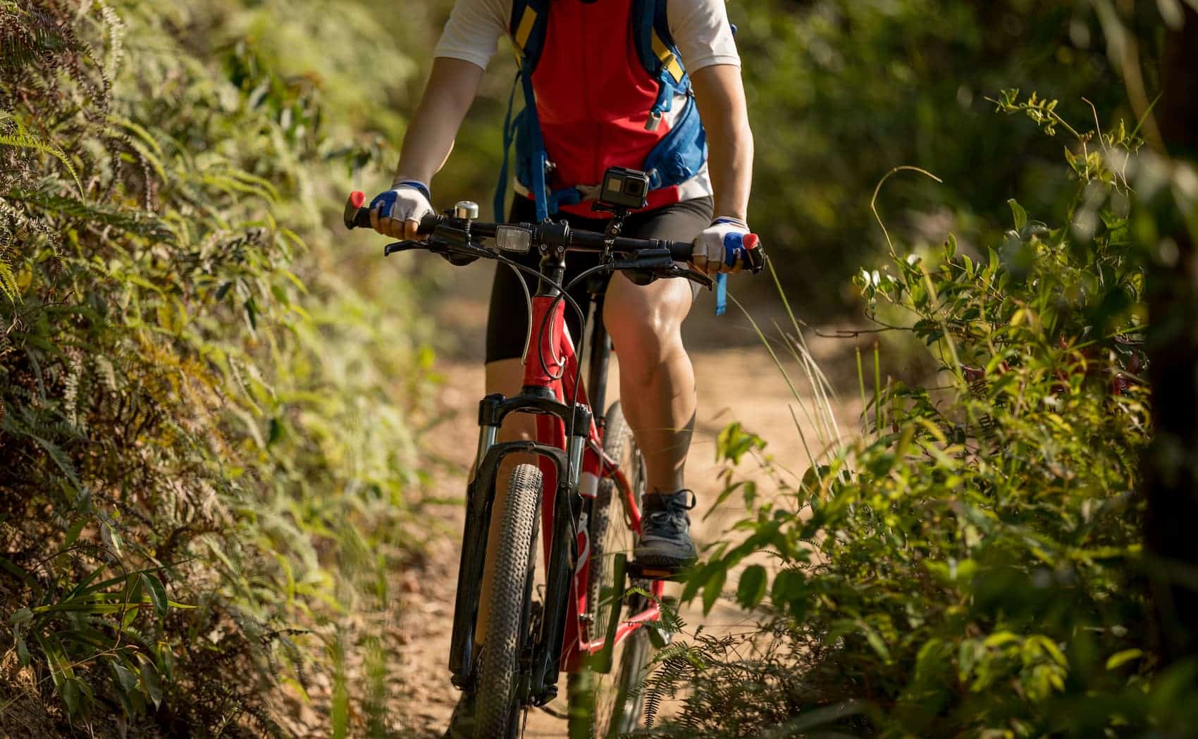 Vélo dans la forêt