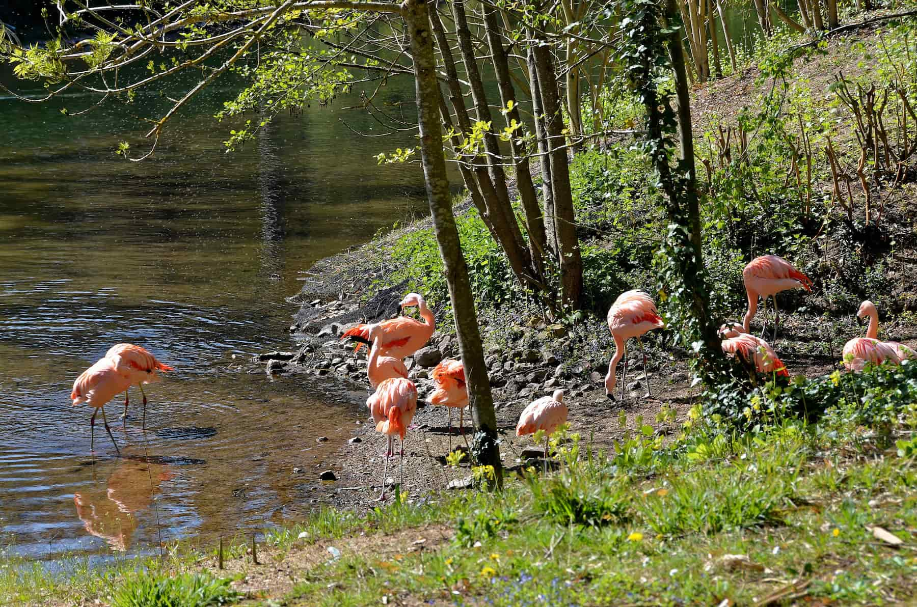 Flamants rose