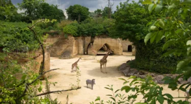 Bioparc Doue la Fontaine