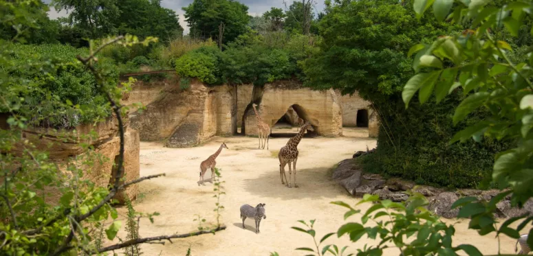 Bioparc Doue la Fontaine