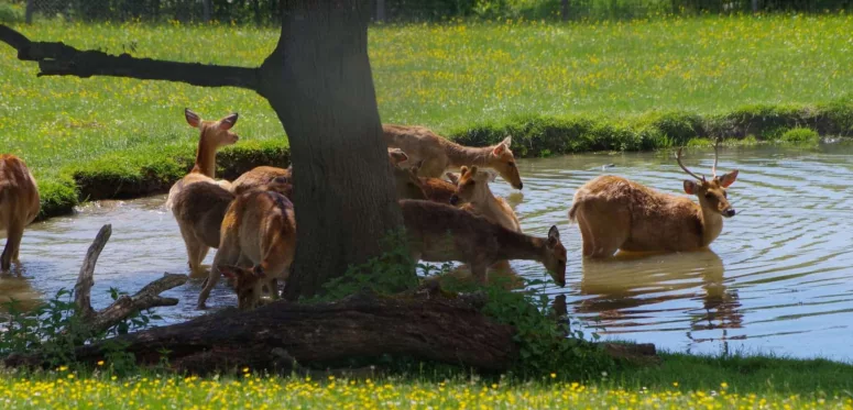 parc zoo du reynou