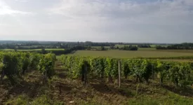 le vignoble de venesmes