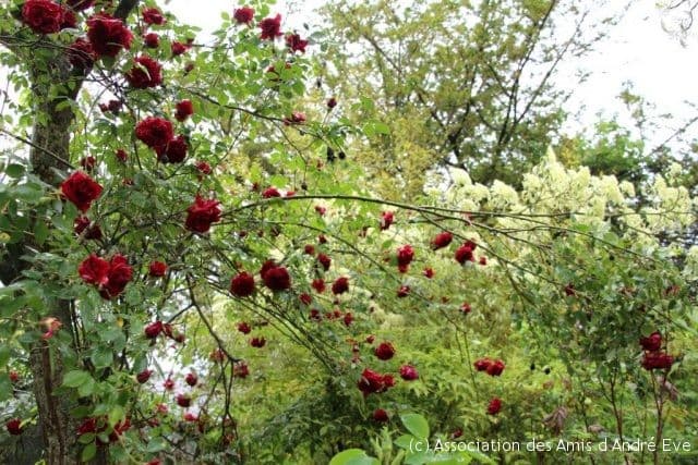 Jardin André Eve