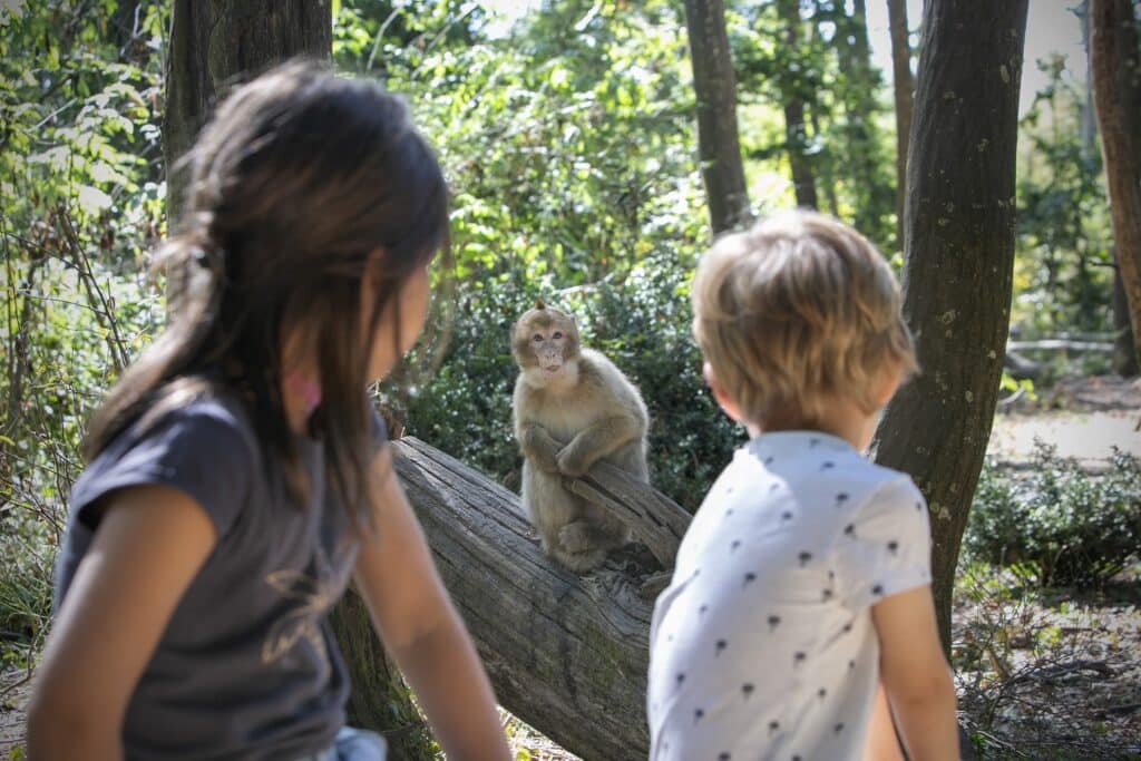 La vallée des singes