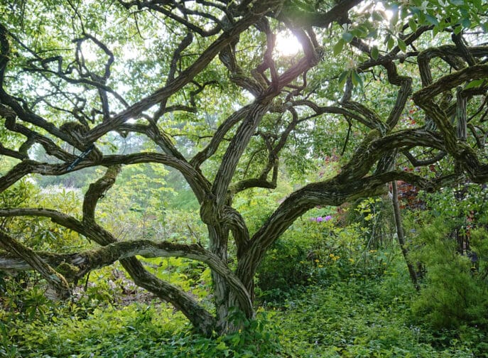 L'arboretum des Grandes Bruyères