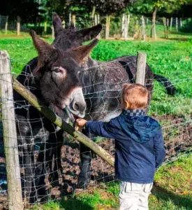 Ferme-ane