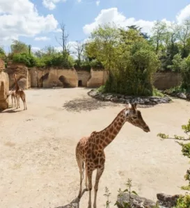 Le Bioparc de Doué-la-Fontaine