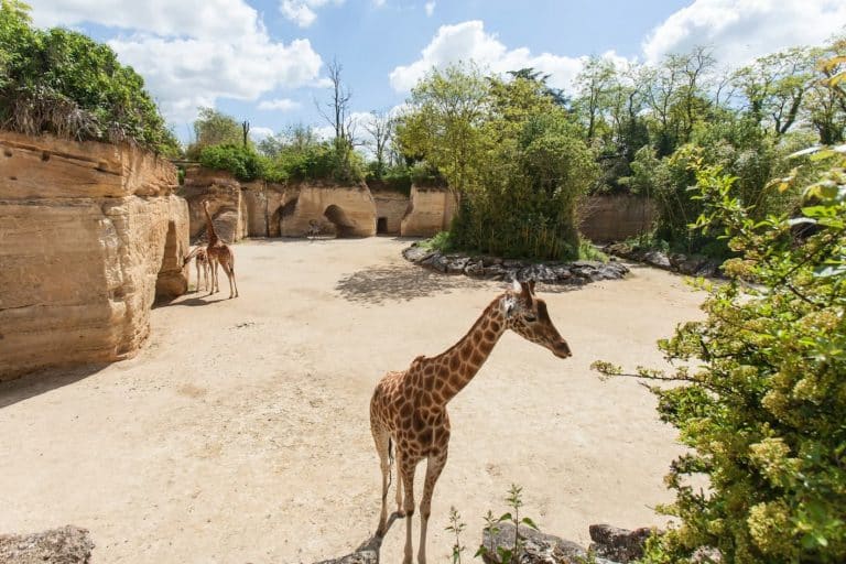 Le Bioparc de Doué-la-Fontaine