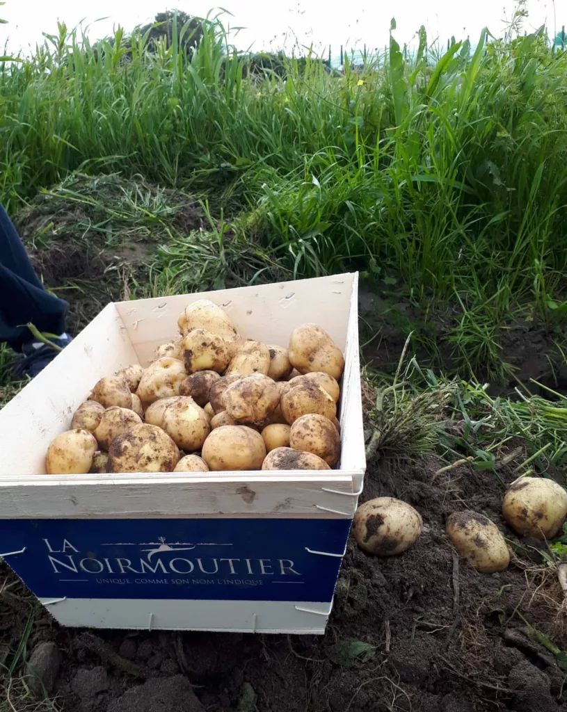 Les pommes de terre de Noirmoutier